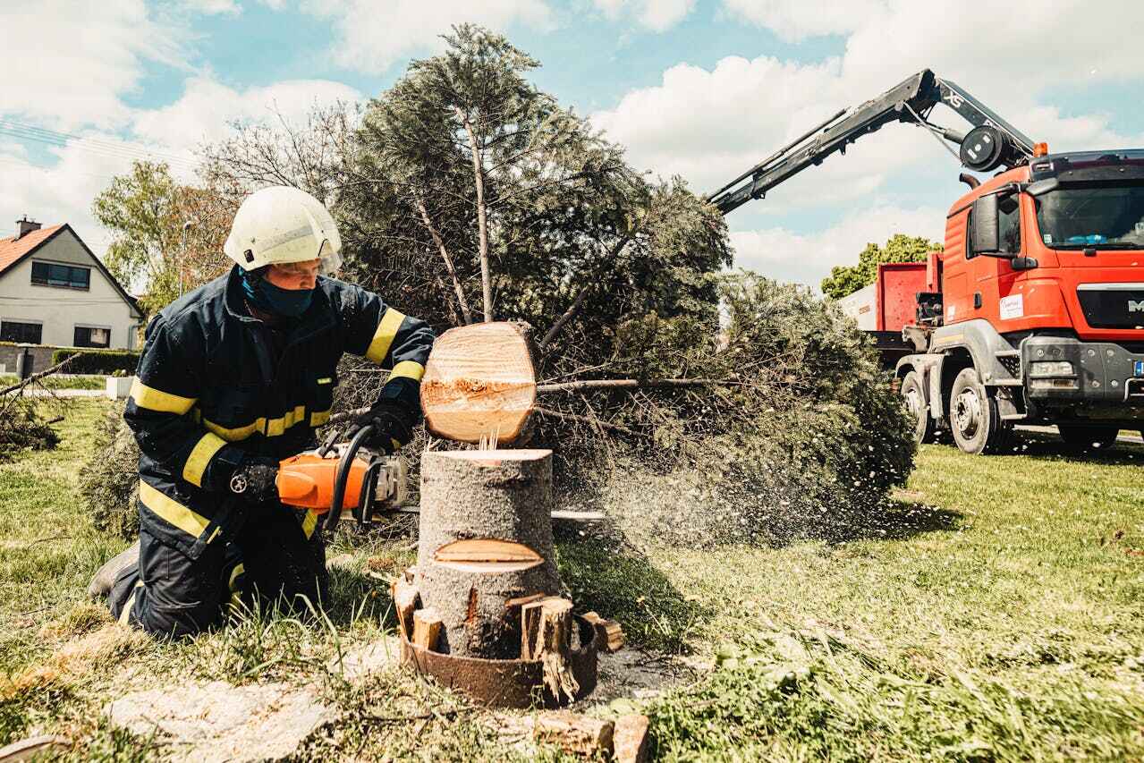 Best Tree Removal Near Me  in North Brooksville, FL